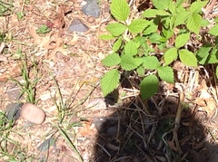 Rubus pubescens