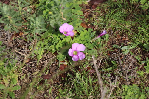 Oxalis zeekoevleyensis, photograph 1