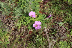 Oxalis zeekoevleyensis, photograph (c) Tony Rebelo, some rights reserved (CC BY-SA)
