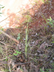Habenaria welwitschii