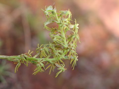 Habenaria welwitschii