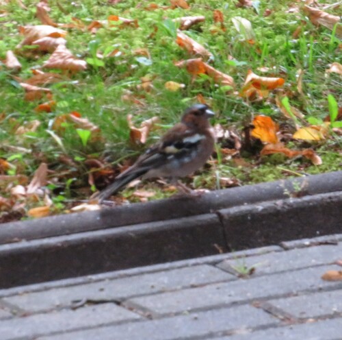 Common Chaffinch