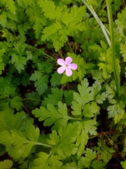 Geranium robertianum
