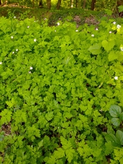 Geranium robertianum
