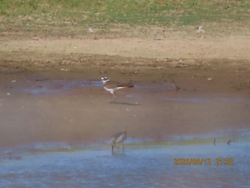 Killdeer