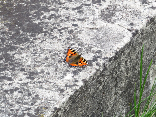 Small Tortoiseshell
