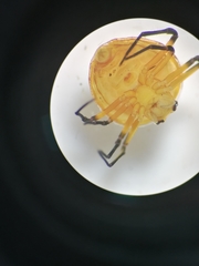 Hypognatha