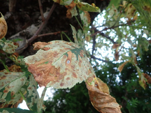 Horse-chestnut Leafminer