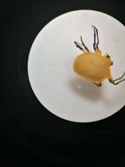 Hypognatha