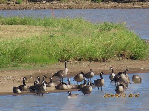 Canada Goose