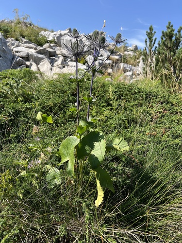 Eryngium alpinum, photograph 2
