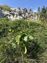 author not stated, no rights reserved Eryngium alpinum, photograph author not stated, no rights reserved