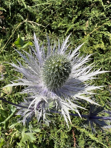 Eryngium alpinum, photograph 3