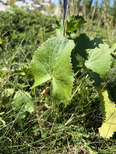 Eryngium alpinum, photograph 4