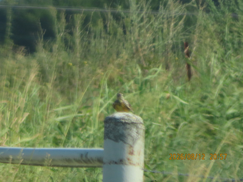 Eastern Meadowlark