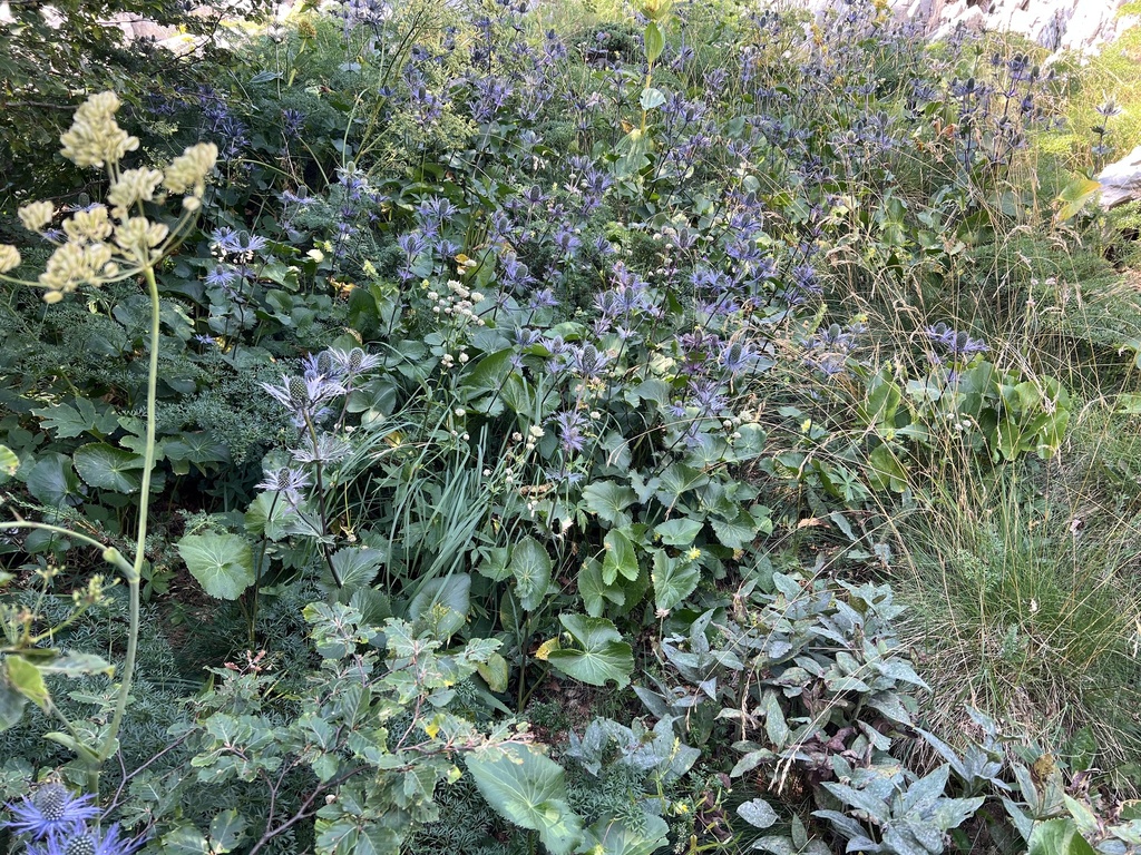 Eryngium alpinum; photograph author not stated, no rights reserved