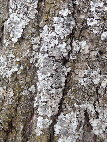 Linden shield lichen