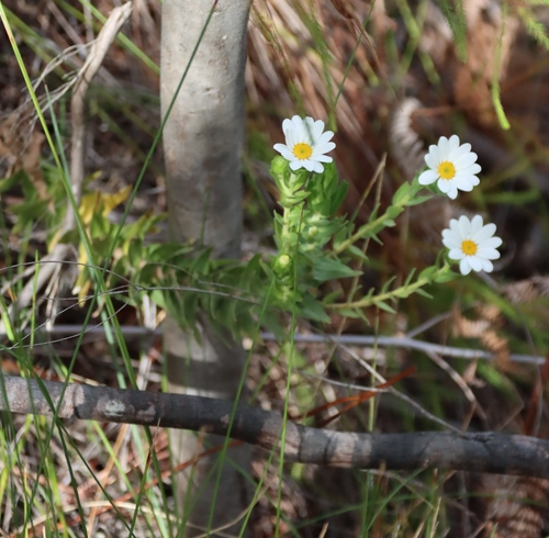 Osmitopsis asteriscoides, photograph 6
