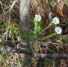 Osmitopsis asteriscoides, photograph (c) Tony Rebelo, some rights reserved (CC BY-SA)