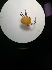 Hypognatha