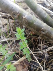 Cruciata glabra krylovii