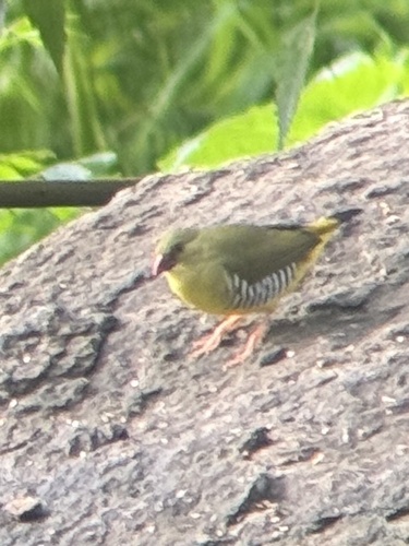 Amandava formosa observed 2026-08-13