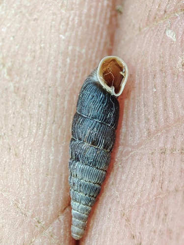 Clausilia pumila observed 2026-07-28