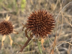 Echinacea angustifolia, photograph author not stated, no rights reserved