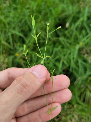 Stellaria alsine, photograph 4