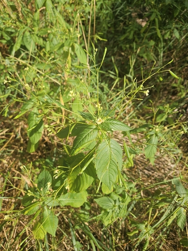 small balsam