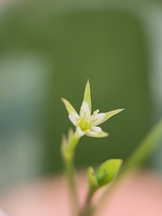 Stellaria alsine, photograph (c) Jake Dalzell, some rights reserved (CC BY)