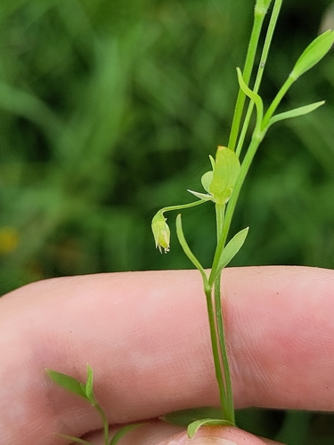Stellaria alsine, photograph 6