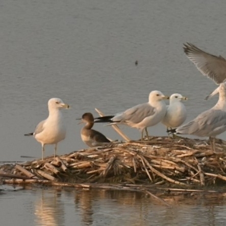 Ring-billed Gull