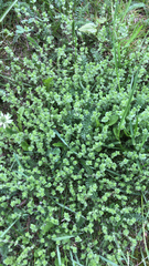 Arenaria serpyllifolia