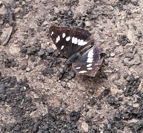 Southern White Admiral