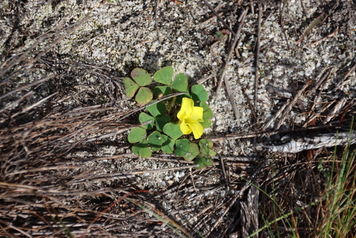 Oxalis luteola, photograph 3
