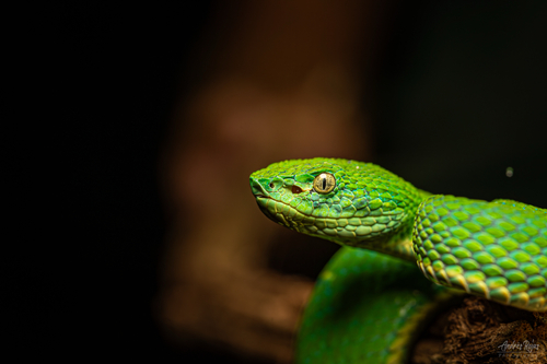 Side-striped palm pit viper