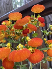 Calceolariaceae