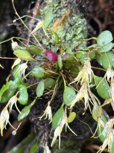 Anathallis dryadum