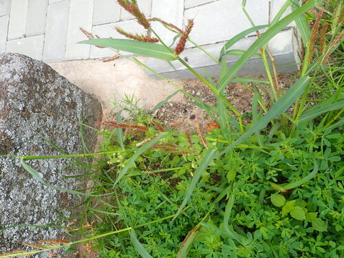 barnyardgrass