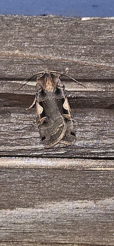 Setaceous Hebrew Character