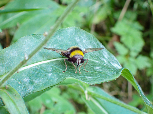 Sericomyia bombiformis
