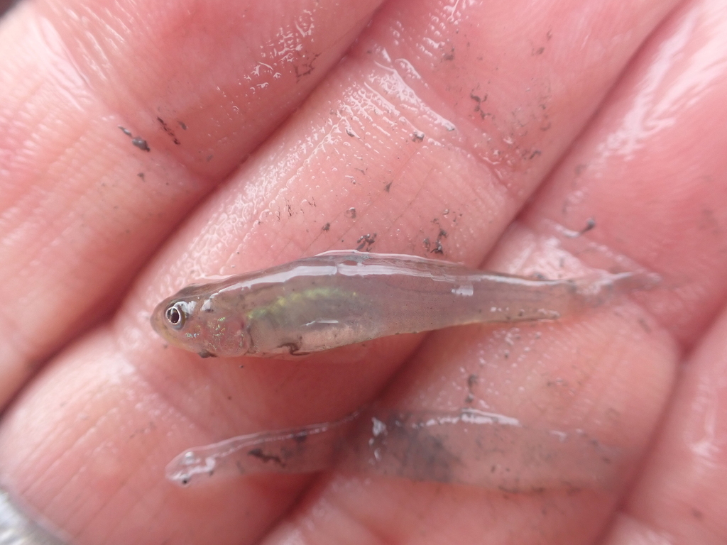 Green Goby