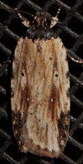 Agonopterix atrodorsella