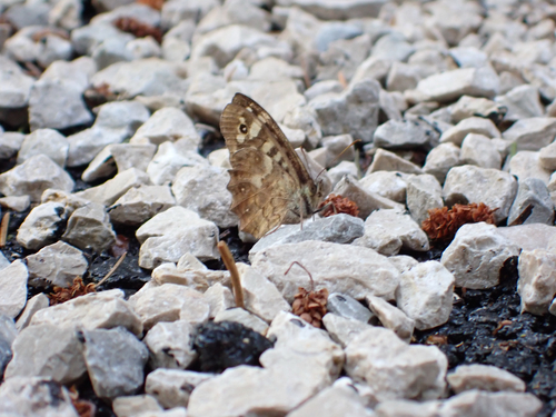 Speckled Wood
