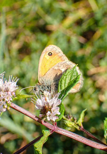 Small Heath