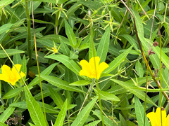 Ludwigia hexapetala