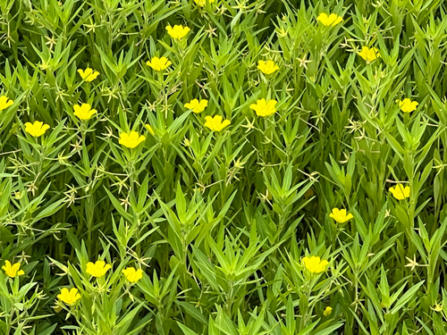 Ludwigia hexapetala, photograph 3