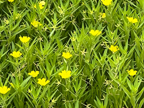 Ludwigia hexapetala, photograph 2