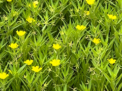 (c) armeria, some rights reserved (CC BY) Ludwigia hexapetala, photograph (c) armeria, some rights reserved (CC BY)